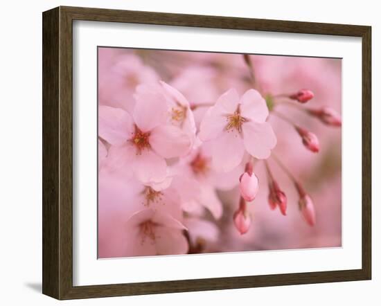 Cherry Blossoms-null-Framed Photographic Print