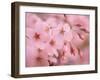 Cherry Blossoms-null-Framed Photographic Print