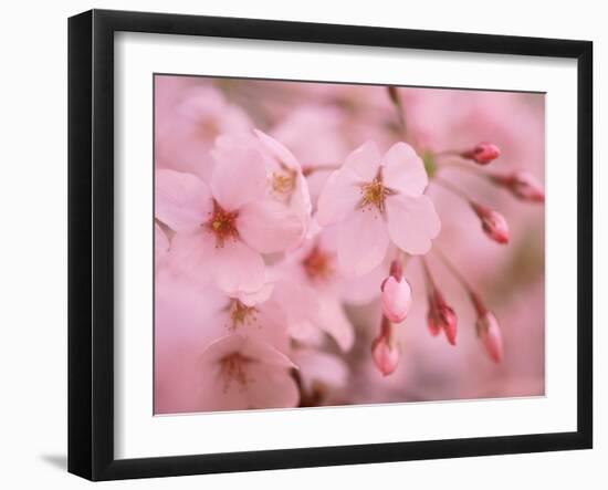 Cherry Blossoms-null-Framed Photographic Print