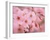 Cherry Blossoms-null-Framed Photographic Print