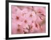 Cherry Blossoms-null-Framed Photographic Print