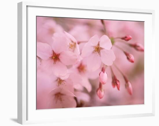 Cherry Blossoms-null-Framed Photographic Print