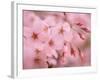 Cherry Blossoms-null-Framed Photographic Print