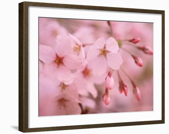 Cherry Blossoms-null-Framed Photographic Print