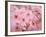 Cherry Blossoms-null-Framed Photographic Print