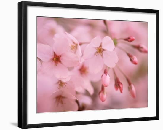 Cherry Blossoms-null-Framed Photographic Print