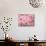 Cherry Blossoms-null-Mounted Photographic Print displayed on a wall