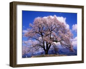 Cherry Blossoms-null-Framed Photographic Print