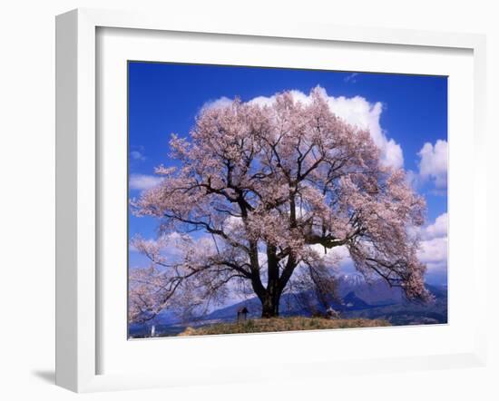 Cherry Blossoms-null-Framed Photographic Print