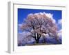 Cherry Blossoms-null-Framed Photographic Print