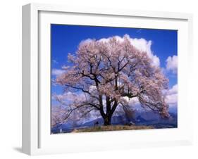 Cherry Blossoms-null-Framed Photographic Print