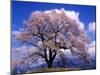 Cherry Blossoms-null-Mounted Photographic Print