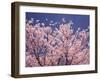 Cherry Blossoms-null-Framed Photographic Print