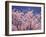 Cherry Blossoms-null-Framed Photographic Print