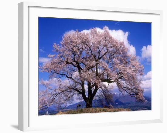 Cherry Blossoms-null-Framed Photographic Print