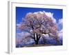 Cherry Blossoms-null-Framed Photographic Print