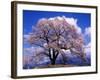 Cherry Blossoms-null-Framed Photographic Print