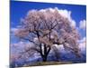 Cherry Blossoms-null-Mounted Photographic Print