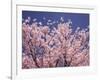 Cherry Blossoms-null-Framed Photographic Print