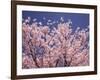 Cherry Blossoms-null-Framed Photographic Print