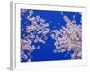 Cherry Blossoms-null-Framed Photographic Print