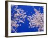 Cherry Blossoms-null-Framed Photographic Print