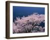 Cherry Blossoms-null-Framed Photographic Print