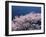 Cherry Blossoms-null-Framed Photographic Print