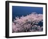 Cherry Blossoms-null-Framed Photographic Print