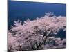 Cherry Blossoms-null-Mounted Photographic Print