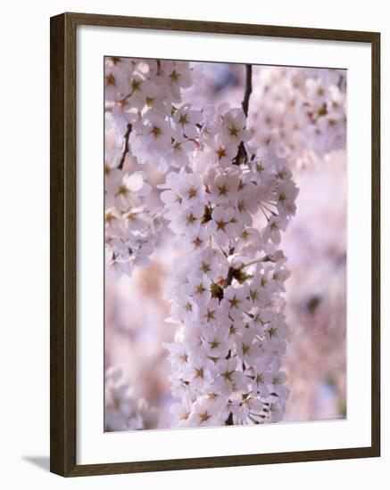 Cherry Blossoms-null-Framed Photographic Print