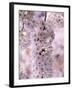 Cherry Blossoms-null-Framed Photographic Print