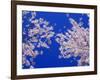 Cherry Blossoms-null-Framed Photographic Print