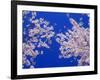 Cherry Blossoms-null-Framed Photographic Print