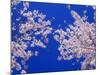 Cherry Blossoms-null-Mounted Photographic Print