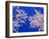 Cherry Blossoms-null-Framed Photographic Print