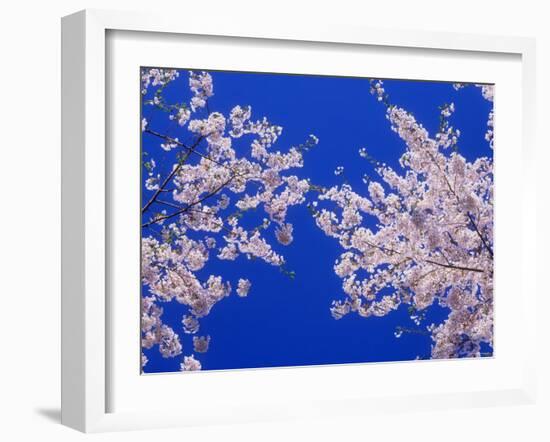 Cherry Blossoms-null-Framed Photographic Print