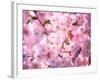 Cherry Blossoms-null-Framed Photographic Print