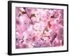 Cherry Blossoms-null-Framed Photographic Print