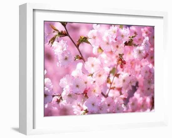 Cherry Blossoms-null-Framed Photographic Print