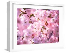 Cherry Blossoms-null-Framed Photographic Print