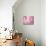Cherry Blossoms-null-Mounted Photographic Print displayed on a wall