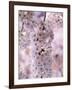 Cherry Blossoms-null-Framed Photographic Print