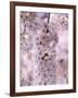 Cherry Blossoms-null-Framed Photographic Print