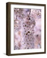 Cherry Blossoms-null-Framed Photographic Print