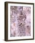 Cherry Blossoms-null-Framed Photographic Print