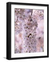 Cherry Blossoms-null-Framed Photographic Print