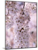Cherry Blossoms-null-Mounted Photographic Print