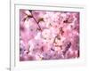 Cherry Blossoms-null-Framed Photographic Print