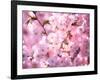 Cherry Blossoms-null-Framed Photographic Print